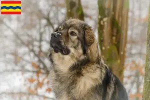 Lees meer over het artikel Karst Schapendoes fokkers en puppies in Overijssel