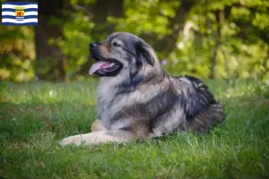 Lees meer over het artikel Karst Schapendoes fokkers en puppies in Zeeland