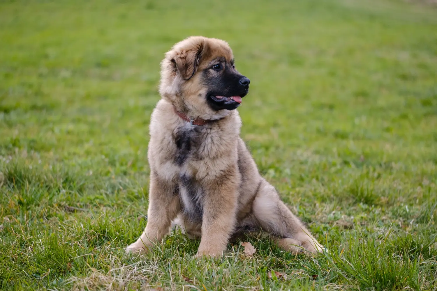 Een Karst Sheepdog puppy kopen betekent verantwoordelijkheid nemen! Karst Schapendoes puppy kopen.