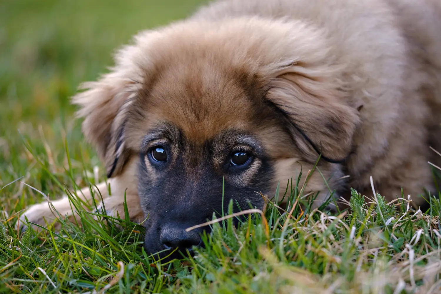 Een Karst Sheepdog puppy kopen betekent verantwoordelijkheid nemen! Karst Schapendoes puppy kopen.