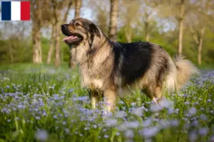 Lees meer over het artikel Karst Schapendoes fokkers en puppies in Frankrijk