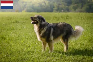 Lees meer over het artikel Karst Schapendoes fokkers en puppy’s in Nederland