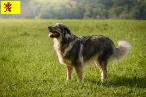 Lees meer over het artikel Karst Schapendoes fokkers en puppies in Zuid-Holland