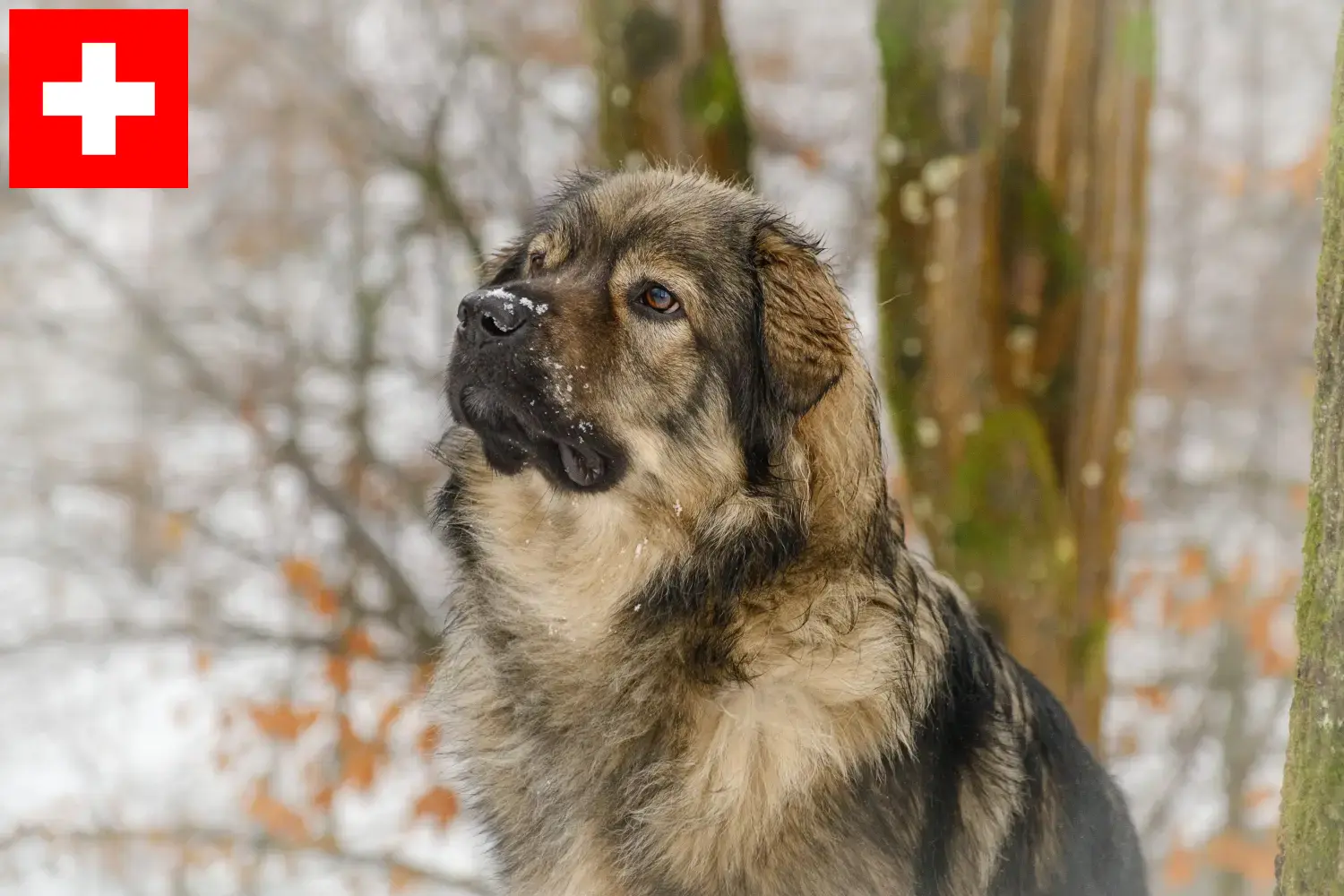 Karst Schapendoes pups en fokkers Zwitserland Hier vind je Karst Schapendoes fokkers in Zwitserland.
