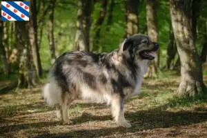Lees meer over het artikel Karst Schapendoes fokkers en puppies in Friesland