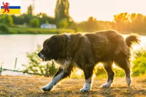 Lees meer over het artikel Kaukasische Herdershond Fokker en Puppies in Limburg