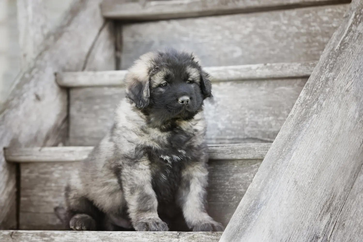 Een puppy van de Kaukasische herder kopen betekent verantwoordelijkheid nemen! Kaukasische herder puppy's kopen.
