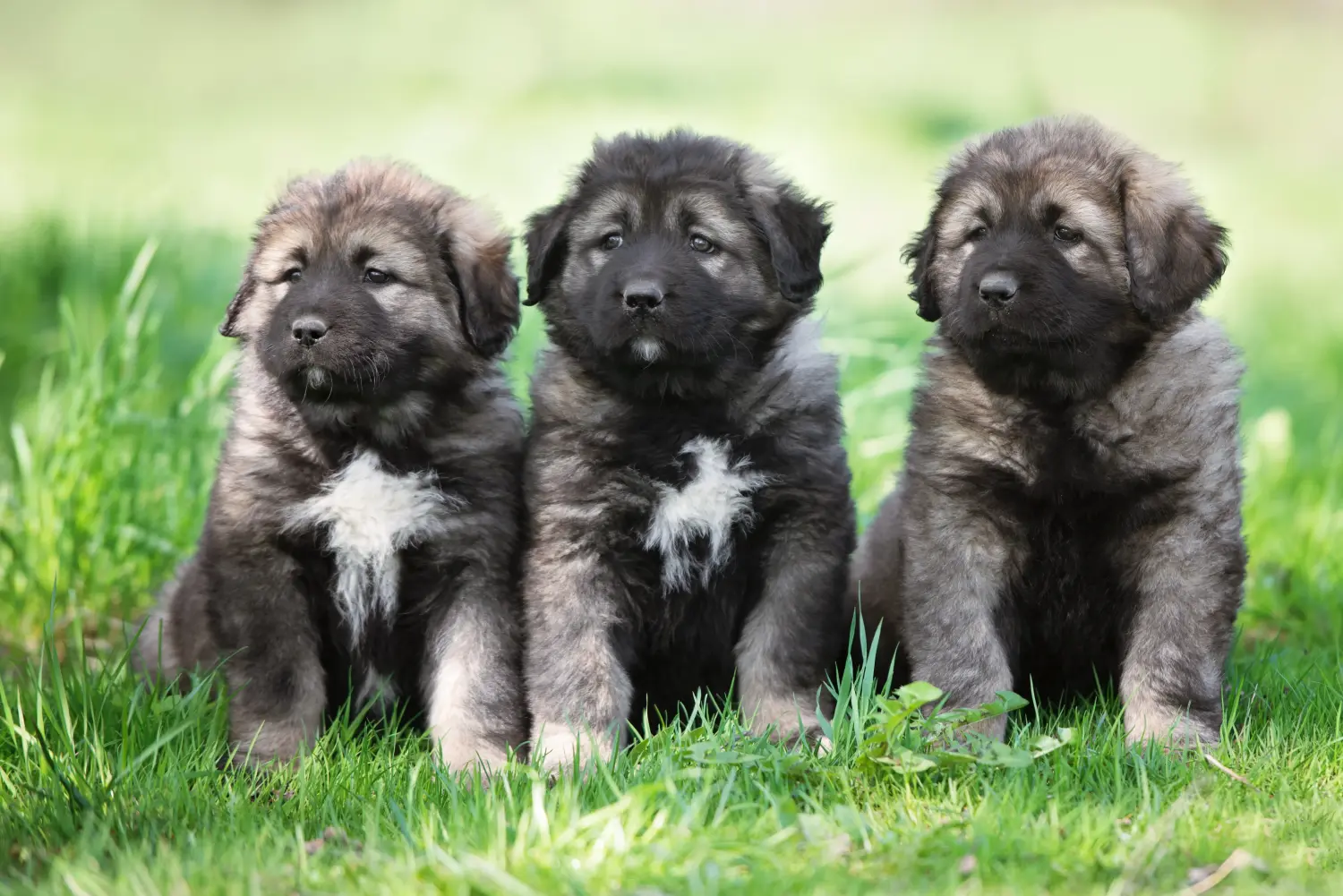 Een puppy van de Kaukasische herder kopen betekent verantwoordelijkheid nemen! Kaukasische herder puppy's kopen.