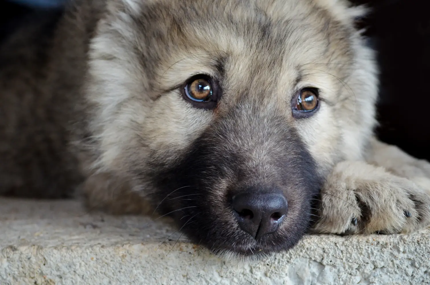 Een puppy van de Kaukasische herder kopen betekent verantwoordelijkheid nemen! Kaukasische herder puppy's kopen.