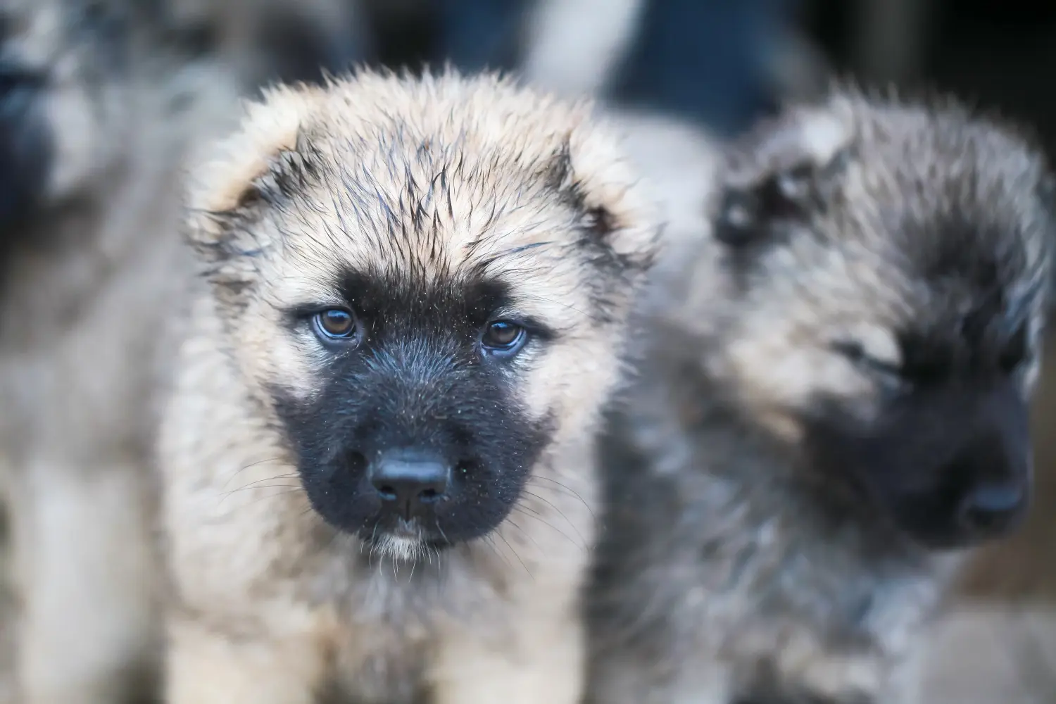 Een puppy van de Kaukasische herder kopen betekent verantwoordelijkheid nemen! Kaukasische herder puppy's kopen.