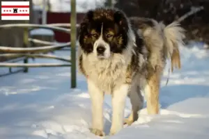 Lees meer over het artikel Kaukasische Herdershond Fokker en Puppies in Drenthe