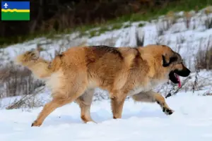 Lees meer over het artikel Kaukasische Herdershond Fokker en Puppies in Flevoland