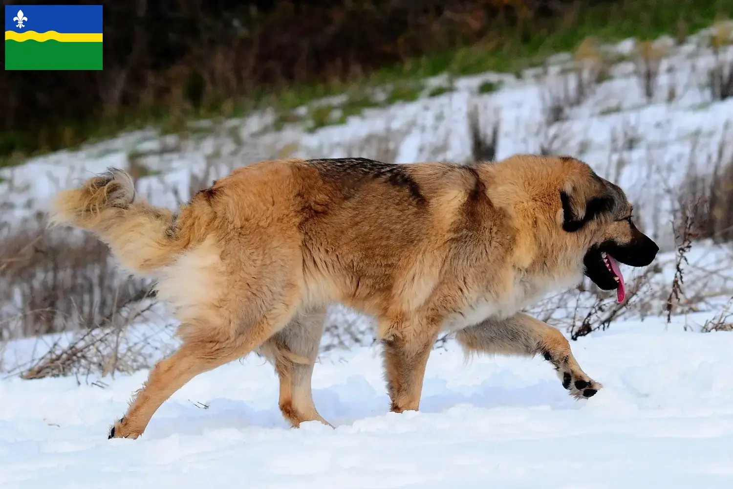 Kaukasische Herder pups en fokkers Flevoland Zoek fokkers van Kaukasische Herdershonden in Flevoland.