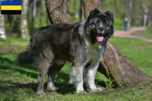 Lees meer over het artikel Kaukasische Herdershond Fokker en Puppies in Gelderland