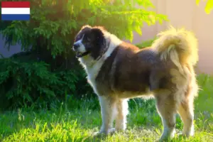 Lees meer over het artikel Kaukasische Herdershond Fokker en Puppies in Nederland