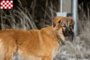 Lees meer over het artikel Kaukasische Herdershonden fokkers en pups in Noord-Brabant