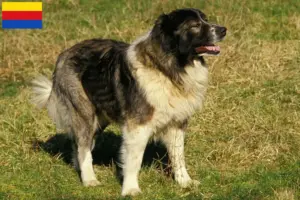 Lees meer over het artikel Kaukasische Herdershond Fokker en Puppies in Noord-Holland
