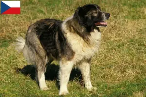 Lees meer over het artikel Kaukasische Herdershond Fokker en Puppies in Tsjechië