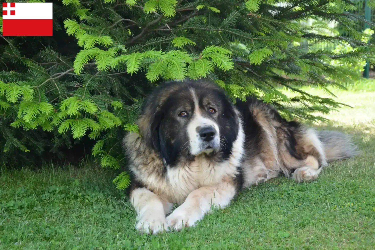 Kaukasische Herder pups en fokkers Utrecht Vind Kaukasische Herdershond fokkers in Utrecht.