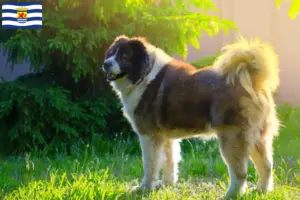 Lees meer over het artikel Kaukasische Herdershond Fokker en Puppies in Zeeland