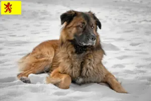 Lees meer over het artikel Kaukasische Herdershond Fokker en Puppies in Zuid-Holland