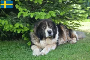 Lees meer over het artikel Kaukasische Herdershond Fokker en Puppies in Zweden