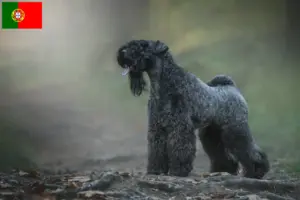 Lees meer over het artikel Kerry Blue Terrier fokkers en puppies in Portugal
