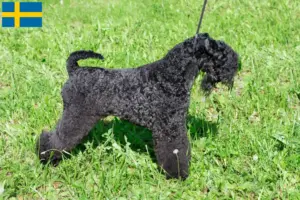 Lees meer over het artikel Kerry Blue Terrier fokkers en puppies in Zweden