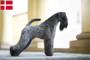 Lees meer over het artikel Kerry Blue Terrier fokkers en pups in Denemarken