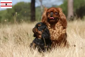 Lees meer over het artikel King Charles Spaniel fokkers en pups in Drenthe