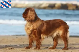Lees meer over het artikel King Charles Spaniel fokkers en pups in Friesland