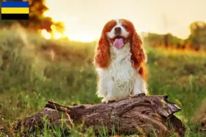 Lees meer over het artikel King Charles Spaniel fokkers en pups in Gelderland