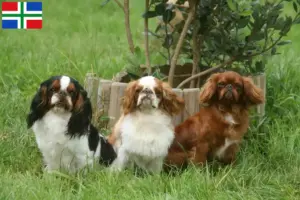 Lees meer over het artikel King Charles Spaniel fokkers en pups in Groningen