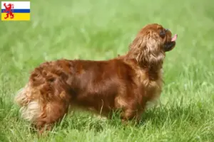Lees meer over het artikel King Charles Spaniel fokkers en pups in Limburg