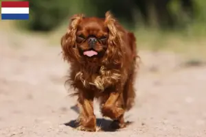Lees meer over het artikel King Charles Spaniel fokkers en pups in Nederland