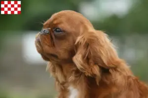 Lees meer over het artikel King Charles Spaniel fokkers en pups in Noord-Brabant