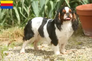 Lees meer over het artikel King Charles Spaniel fokkers en pups in Noord-Holland