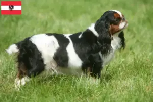 Lees meer over het artikel King Charles Spaniel fokkers en pups in Oostenrijk