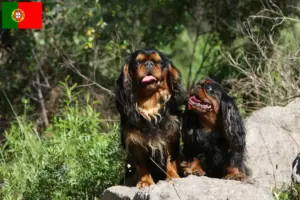 Lees meer over het artikel King Charles Spaniel fokkers en pups in Portugal