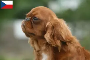 Lees meer over het artikel King Charles Spaniel fokkers en pups in Tsjechië