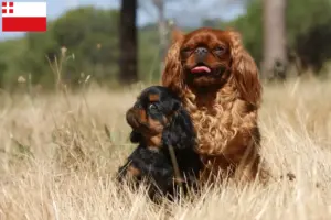 Lees meer over het artikel King Charles Spaniel fokkers en pups in Utrecht