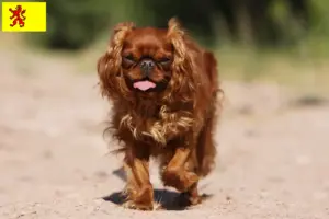 Lees meer over het artikel King Charles Spaniel fokkers en pups in Zuid-Holland