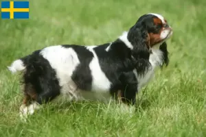 Lees meer over het artikel King Charles Spaniel fokkers en pups in Zweden