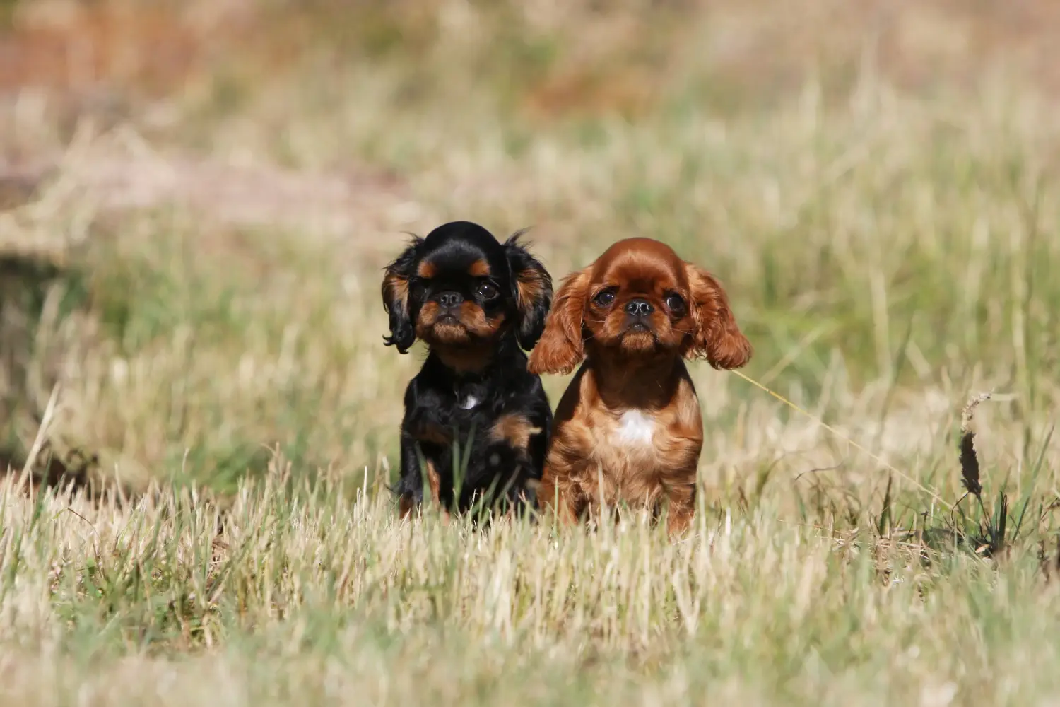 Een King Charles Spaniel puppy kopen betekent verantwoordelijkheid nemen! King Charles Spaniel puppy's kopen.