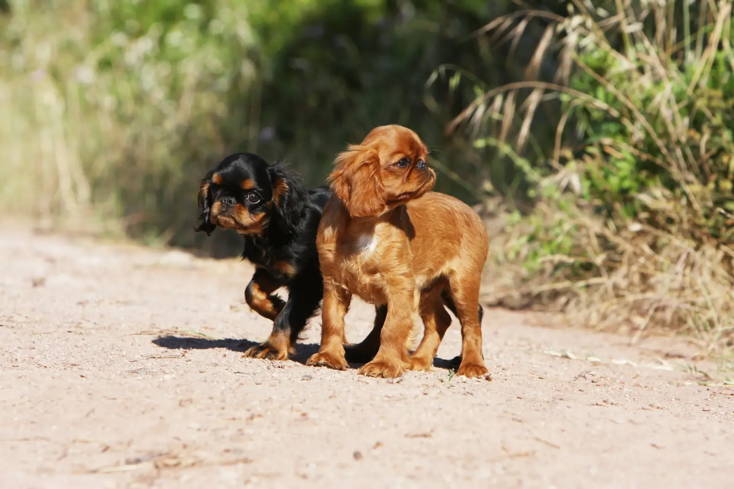Een King Charles Spaniel puppy kopen betekent verantwoordelijkheid nemen! King Charles Spaniel puppy's kopen.