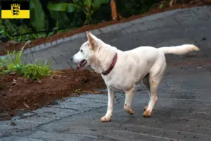 Lees meer over het artikel Kintamani fokkers en pups in Baden-Württemberg