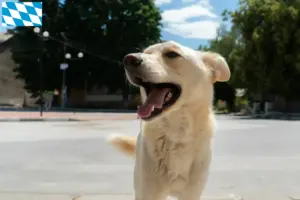 Lees meer over het artikel Kintamani fokkers en puppies in Beieren