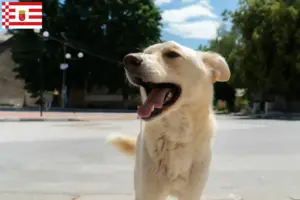 Lees meer over het artikel Kintamani fokkers en pups in Bremen