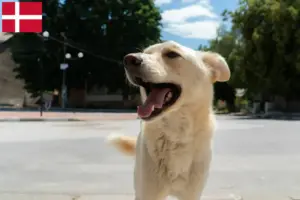 Lees meer over het artikel Kintamani fokkers en pups in Denemarken