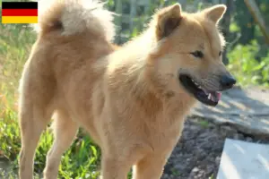Lees meer over het artikel Kintamani fokkers en pups in Duitsland